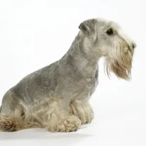 Tschechischer Terrier Tschechischer Terrier
