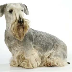 Tschechischer Terrier Tschechischer Terrier