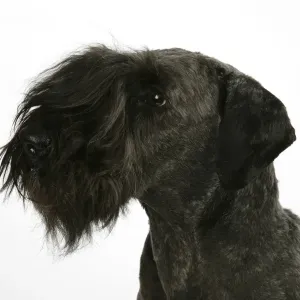 Tschechischer Terrier Tschechischer Terrier