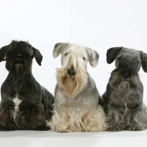 Tschechische Terrierhunde - drei Tschechische Terrierhunde - drei