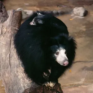 Ceylon Sloth Bear With young on back Print