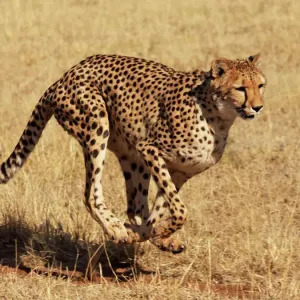Guepardo - corriendo Guepardo - corriendo