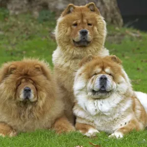 Perro chino Perro chino