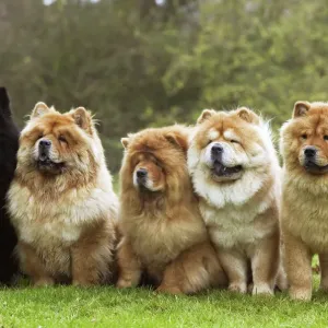 El Chow Chow tiene una línea de cinco El Chow Chow tiene una línea de cinco