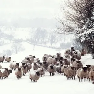 Crossbred Sheep in Snow Print Crossbred Sheep in Snow Print