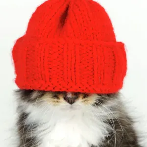 Cat Kitten Red Hat Print Cat Kitten Red Hat Print