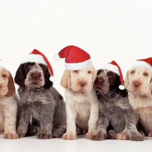 Spinone Dog Print - Christmas Scene Spinone Dog Print - Christmas Scene