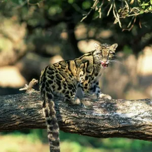 Clouded Leopard Print - Licking Lips on Tree Clouded Leopard Print - Licking Lips on Tree