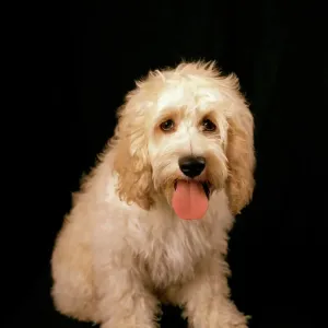 Cockapoo Dog Print Cockapoo Dog Print