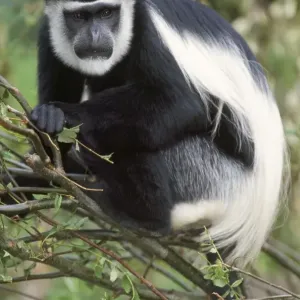 Makakenkolossus Makakenkolossus