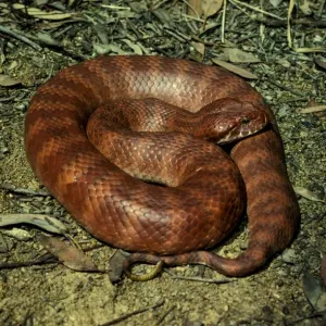 Veneno común de culebra, altamente tóxico; utiliza el extremo delgado de su cola como cebo