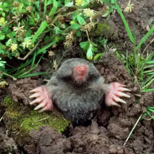 European Mole Print - Emerging from Hole