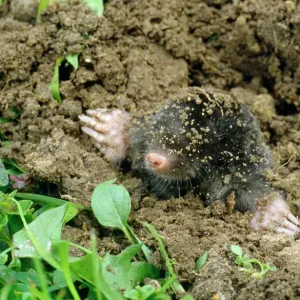 Common Mole Emerging from Ground Print