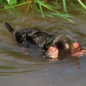 Common Mole Print - Swimming in River