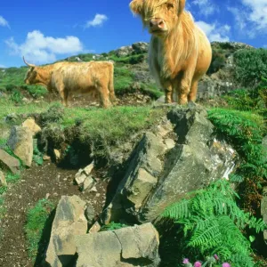 Highland Cattle Print Highland Cattle Print