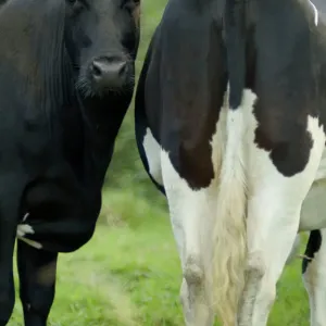 Cows Print - Two Friesian Heifers in a Green Pasture