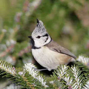 Crested Tit Print - Perched on Fir Tree Crested Tit Print - Perched on Fir Tree