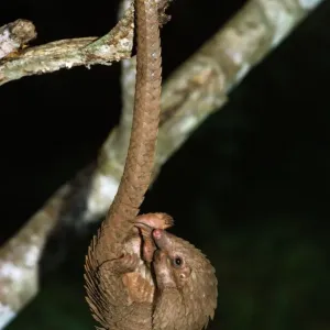 Three-cusped Tree Pangolin Print