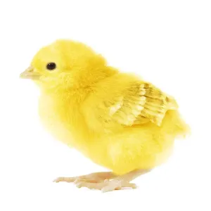 Chicken - chick in studio Chicken - chick in studio