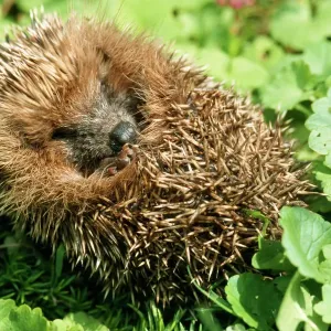 Hedgehog Rolled up in a Ball Print Hedgehog Rolled up in a Ball Print