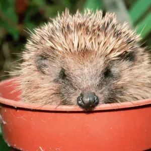 Hedgehog in Flower Pot Print Hedgehog in Flower Pot Print