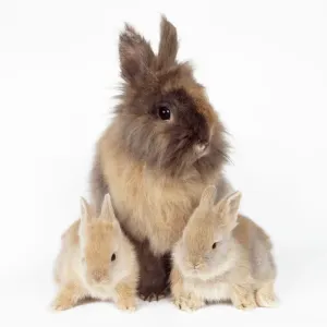 Lion Head Rabbit Print with Young Lion Head Rabbit Print with Young