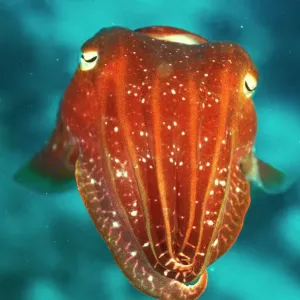 Tintenfisch