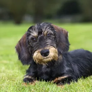 Dachshund Dachshund