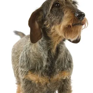 Corgi de Dachshund, velloso Corgi de Dachshund, velloso