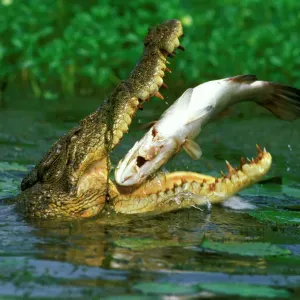 Estuarine Crocodile Print