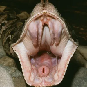 Gaboon Viper Print - Close-up of Open Mouth