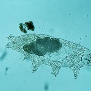 Macrobiotus macronyx Freshwater Tardigrade Print (2)