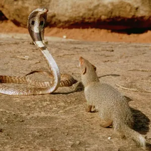 Indian Mongoose Attacking Cobra Print