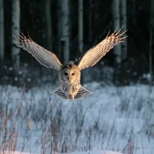 Print of a Barred Owl in mid-air with wings extended