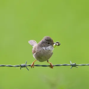 Whitethroat Print - Nesting Bird with Food Whitethroat Print - Nesting Bird with Food