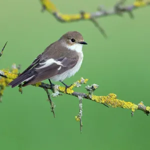 Pied Flycatcher Print - Pale Plumage Variation Pied Flycatcher Print - Pale Plumage Variation