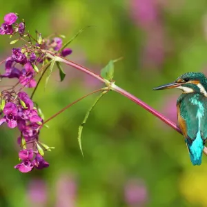 Kingfisher Print on Himalayan Balsam Kingfisher Print on Himalayan Balsam