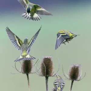 Siskin Print - Birds Fighting Over Teasel Siskin Print - Birds Fighting Over Teasel