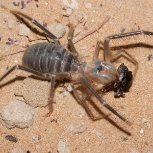 Camel Spider Eating Cricket Print Camel Spider Eating Cricket Print