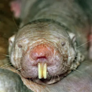 Print of a Naked Mole Rat in Natural Habitat Print of a Naked Mole Rat in Natural Habitat