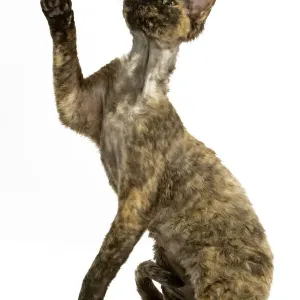 Deven Rex Cat - Tortoiseshell Print Deven Rex Cat - Tortoiseshell Print