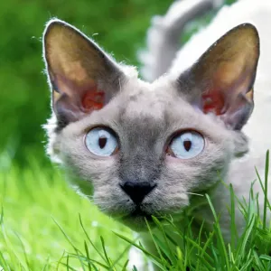 Devon Rex