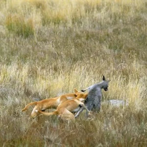 Dingo Attacking Kangaroo Print Dingo Attacking Kangaroo Print