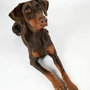 Dobermann Dog Print - Lying Doberman Pinscher