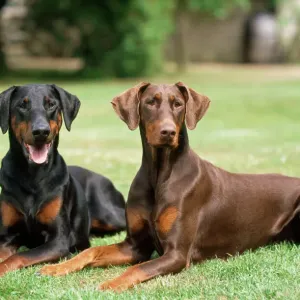 Dobermann Dogs Print