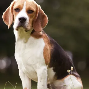 Beagle Print Beagle Print