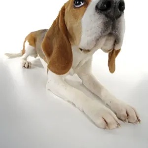 Beagle Lying Down Print JD-22462 Beagle Lying Down Print JD-22462