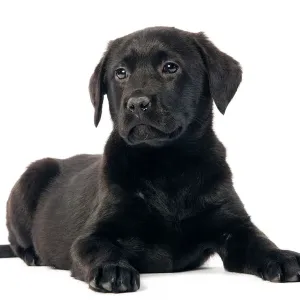 Black Labrador Puppy Print Black Labrador Puppy Print