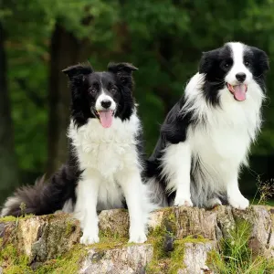 Hund, Rottweiler am Baumstamm sitzt Hund, Rottweiler am Baumstamm sitzt