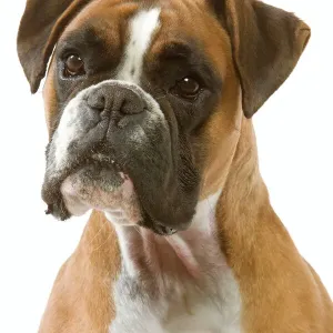 Ardea Wildlife Print - Boxer Dog (LA-7010) Ardea Wildlife Print - Boxer Dog (LA-7010)